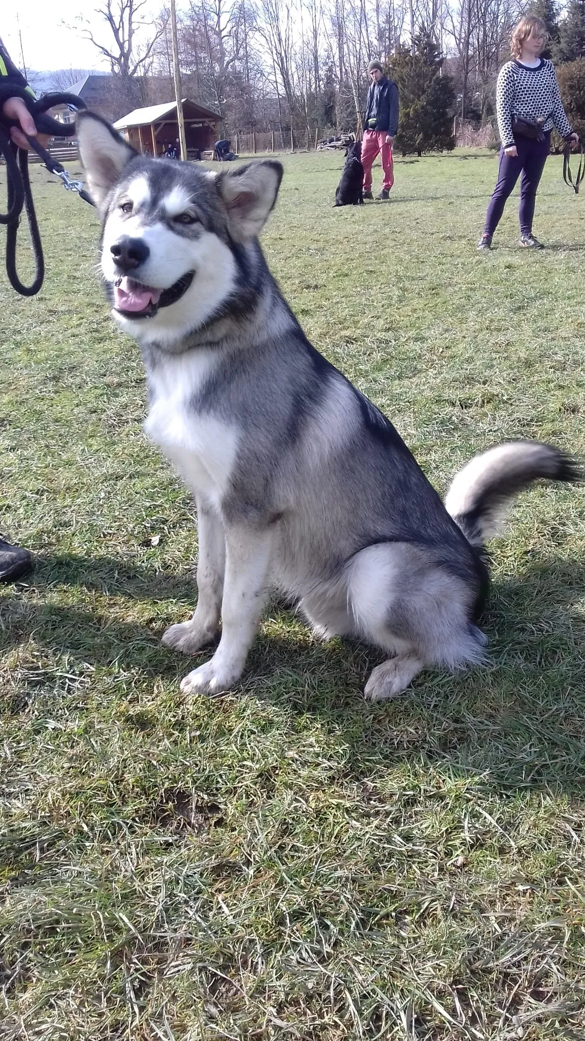 Szkolenie Psów